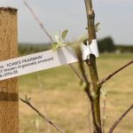 Bredon-Vale Caravan and Camping Orchard planting Adam's Pearmain apple stock