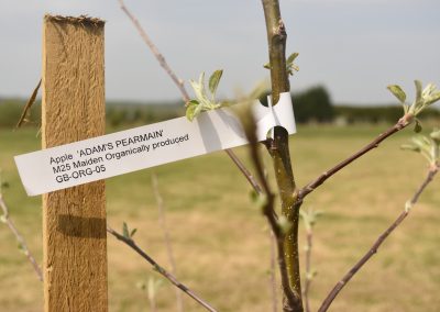 Bredon-Vale Caravan and Camping Orchard planting Adam's Pearmain apple stock